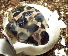 radiated tortoise