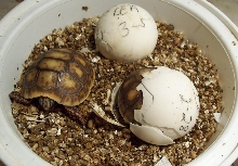 Redfoots hatching