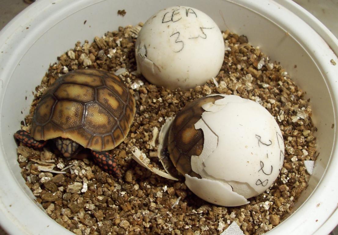 Redfoots hatching