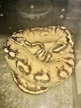 Special snakes