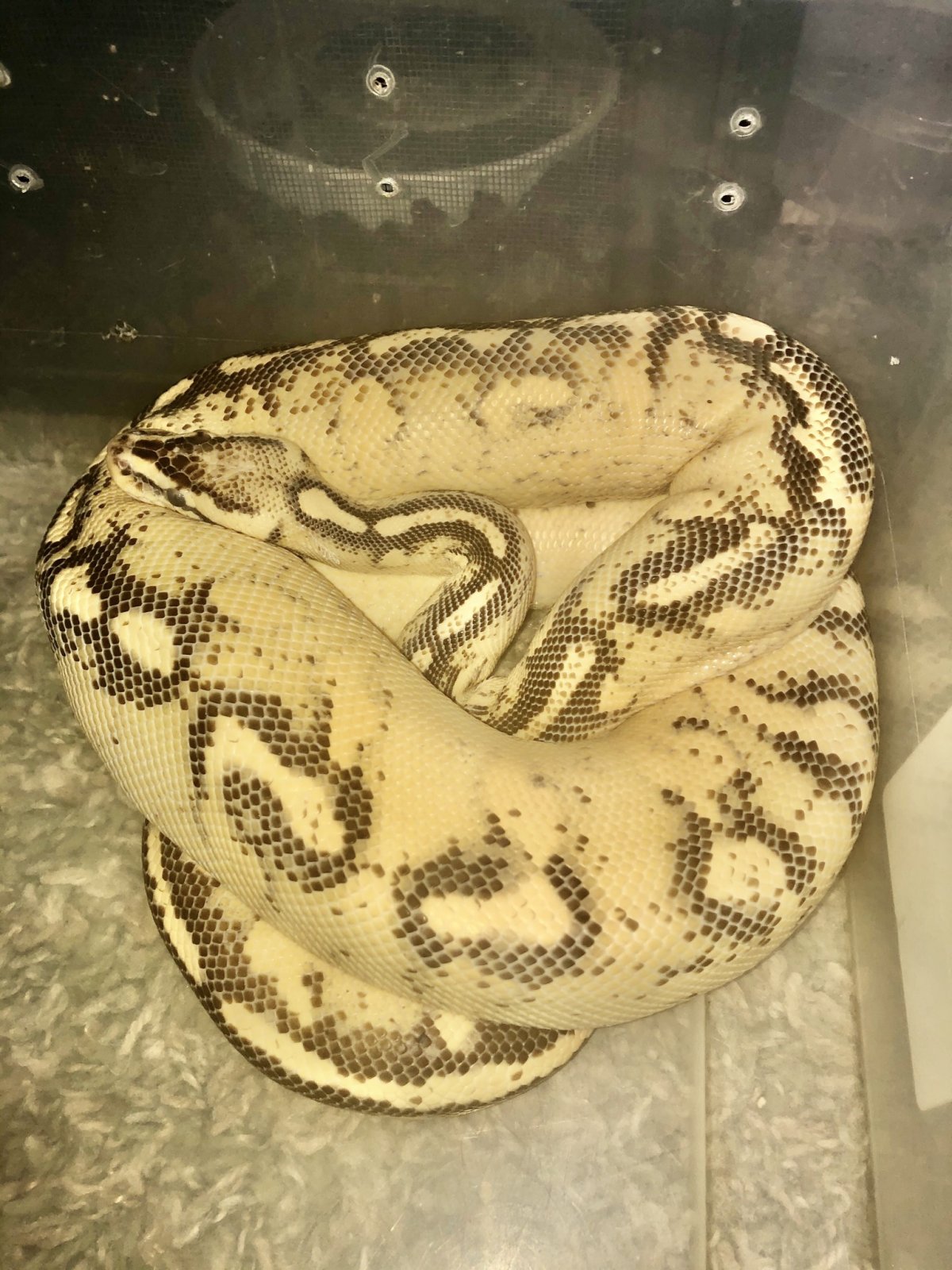 Special snakes
