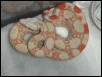 Albino