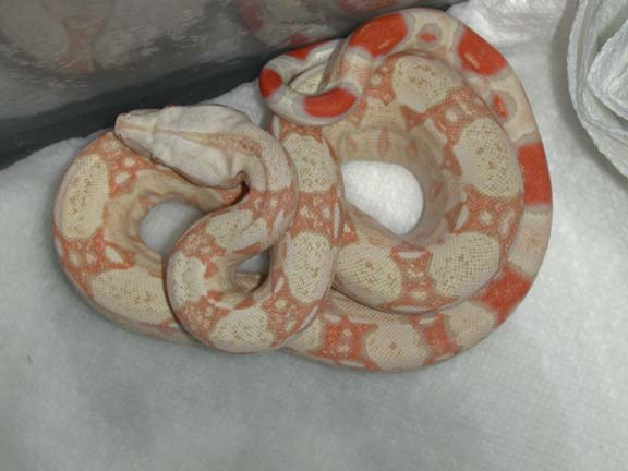 Albino