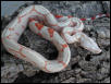 Albino Male