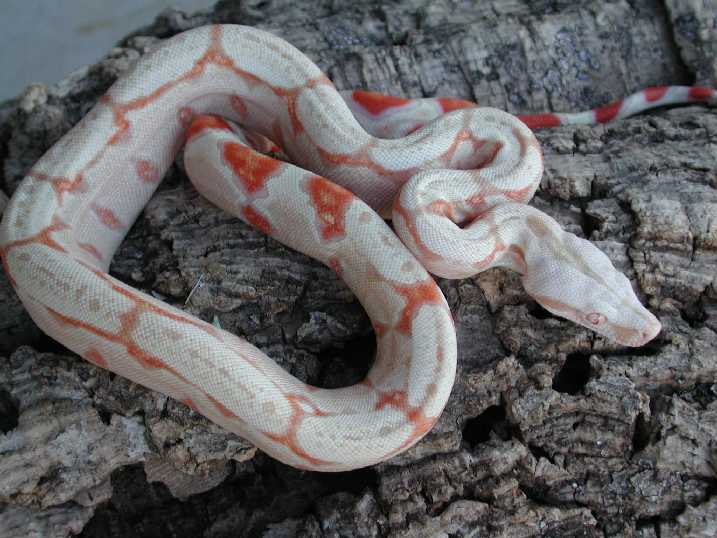 Albino Male