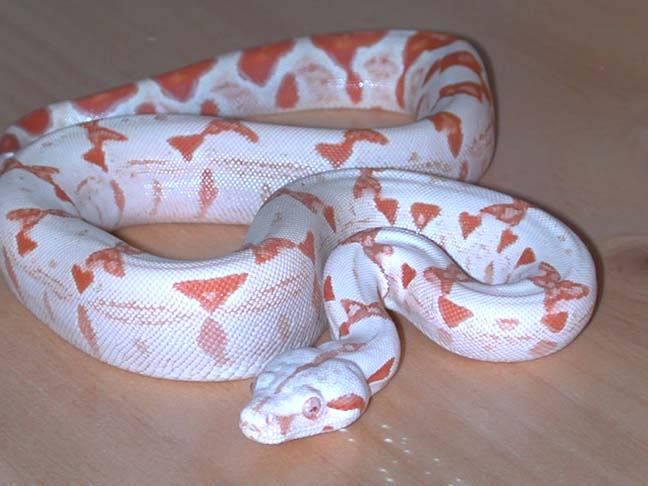 boa