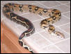 Boa