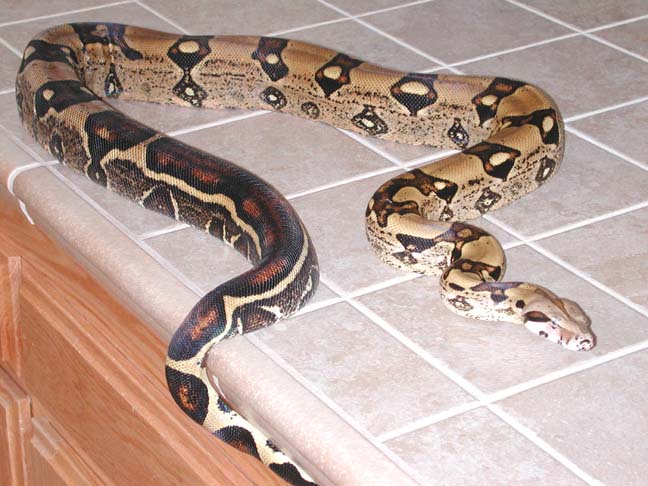 Boa