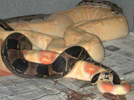 Albino X DH Snow