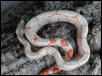 Albino