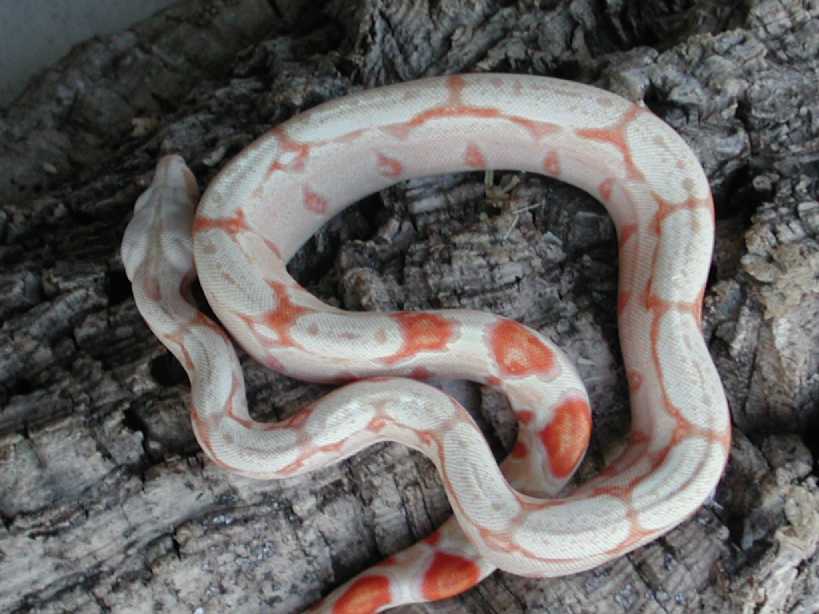 Albino