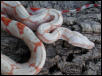 Albino M