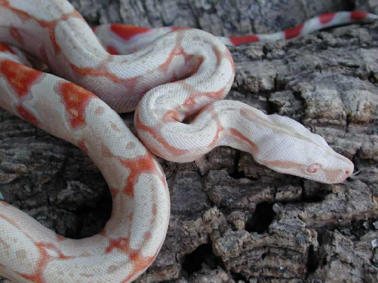 Albino M
