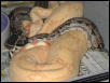 Ovulating Albino Female