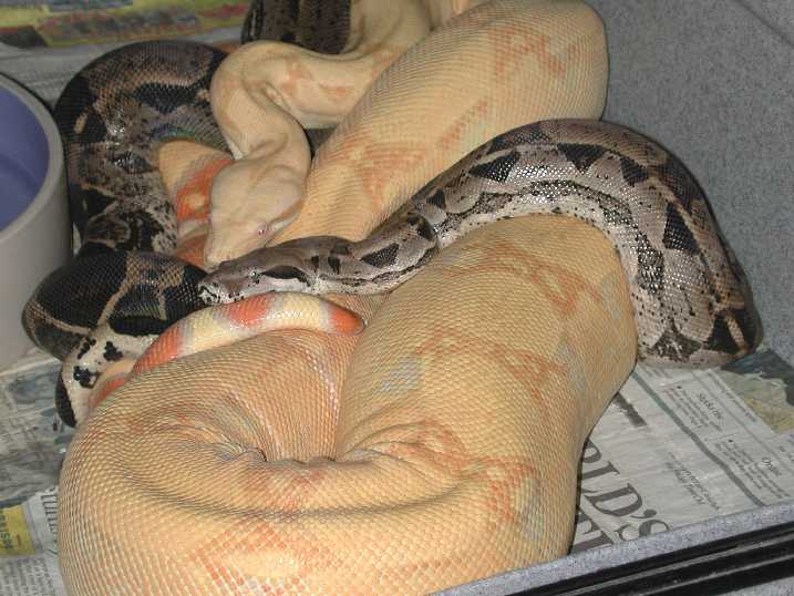 Ovulating Albino Female