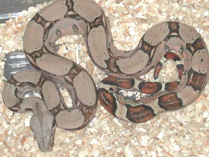 Pastel Holdback