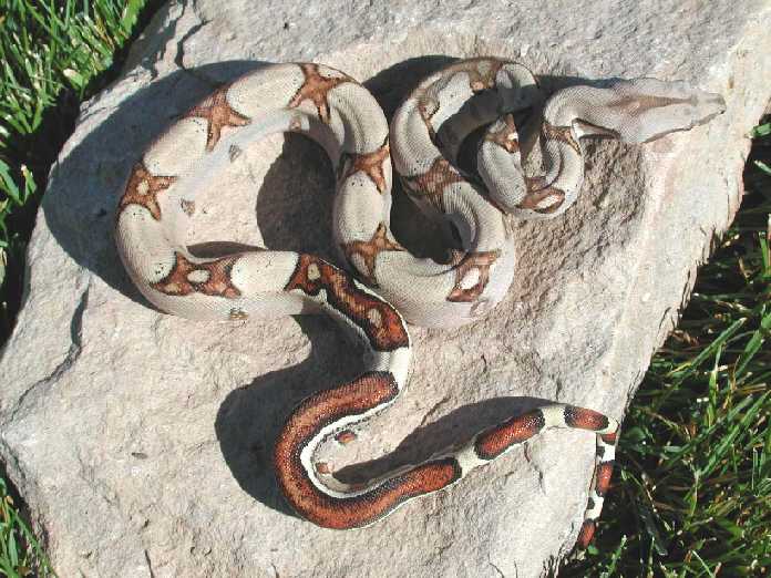 2002 Jungle male