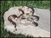 2002 Jungle Boa
