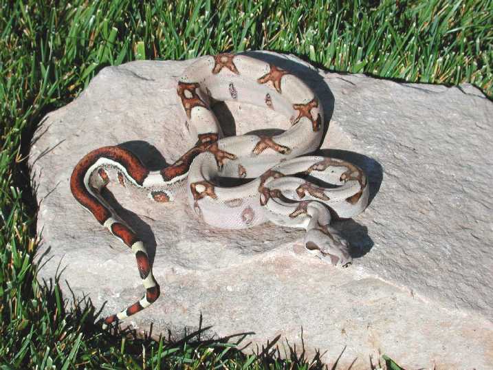 2002 Jungle Boa
