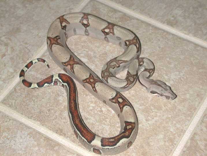 Jungle Male