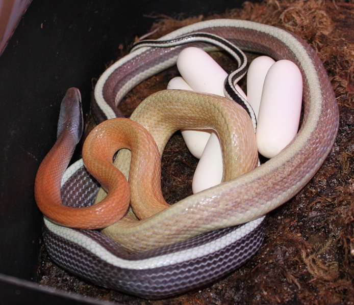 Cave Dwelling Rat Snake With Eggs