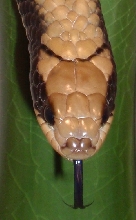 Flase Water Cobra