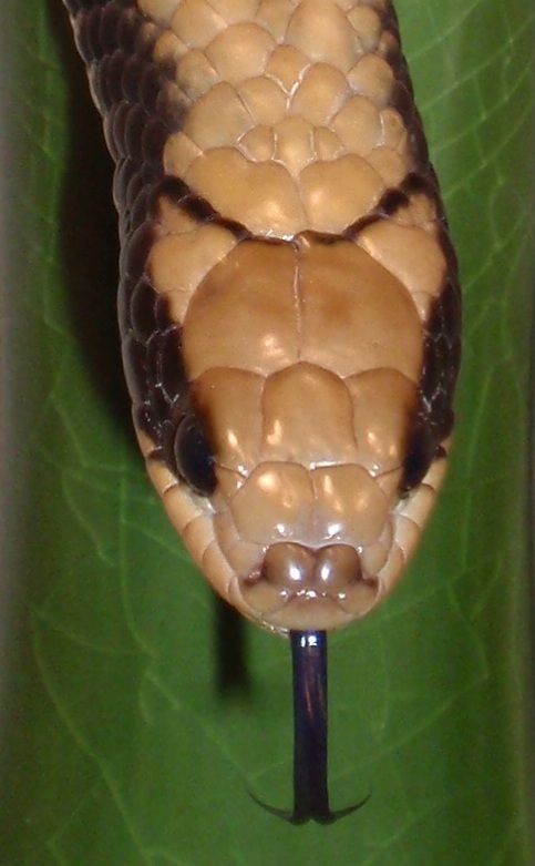 Flase Water Cobra