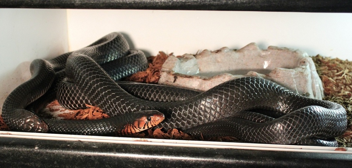 Eastern Indigos Breeding