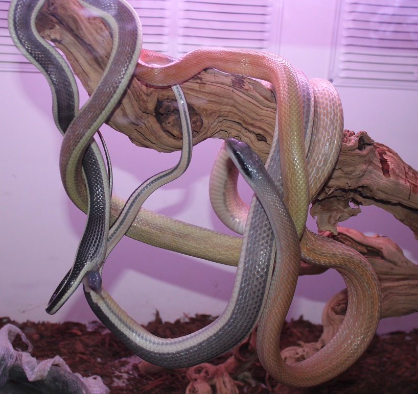 Ridleyi Copulating