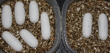 Ridleyi Eggs