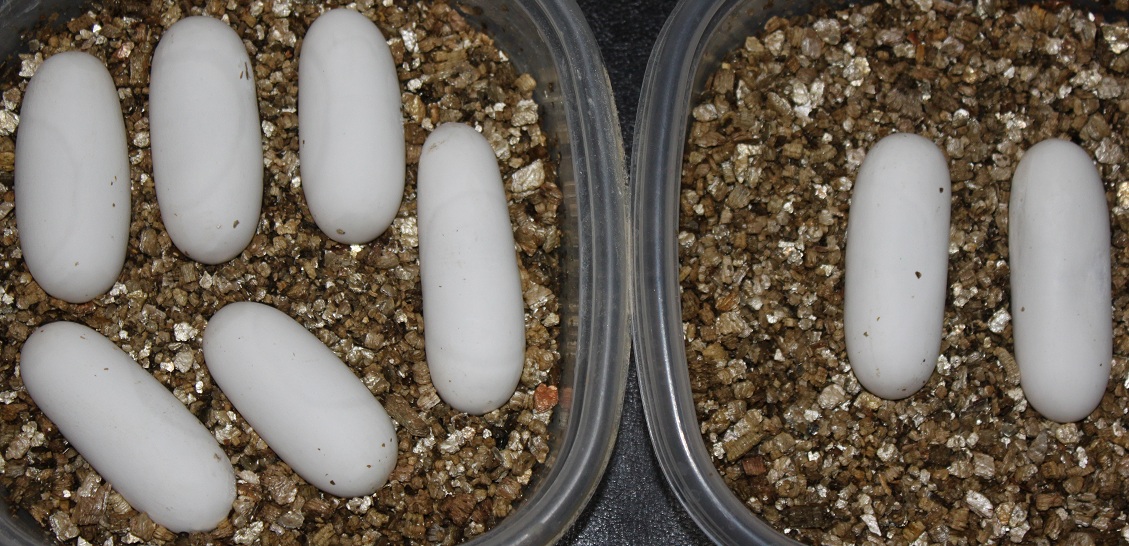 Ridleyi Eggs