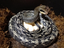 Vietnamese Blue Beauty With Eggs
