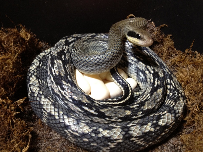 Vietnamese Blue Beauty With Eggs