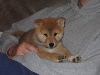 Kazuki 1