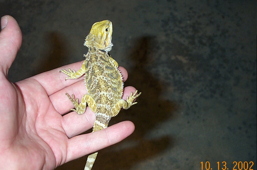 Gorgeous sandfire yellow