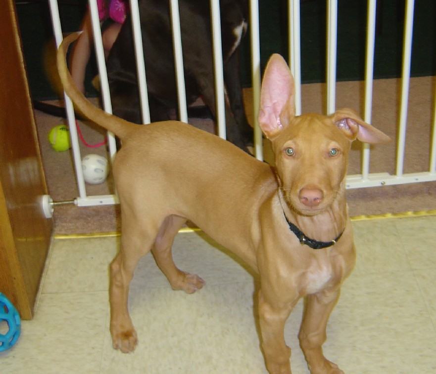 Sousa lopsided ears