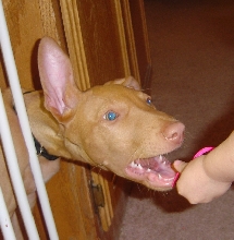 Sousa Biting