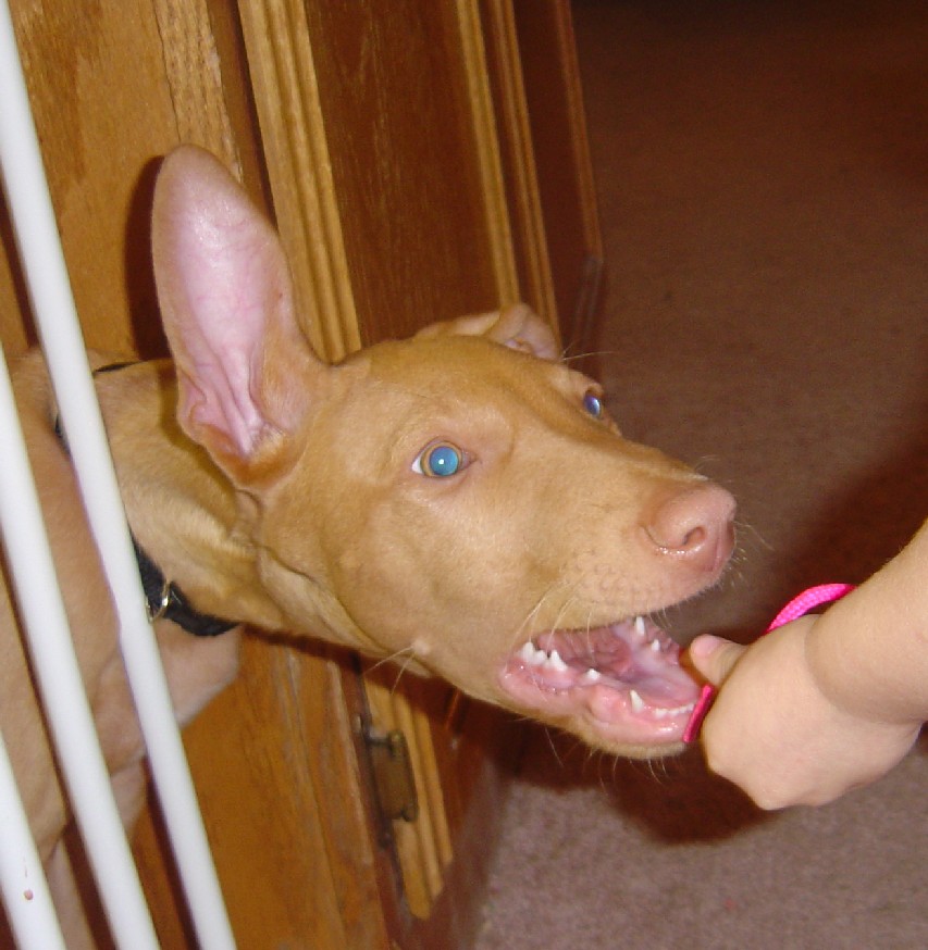 Sousa Biting