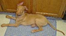 Sousa lying on rug