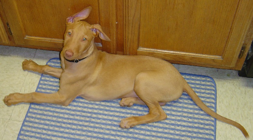 Sousa lying on rug