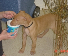 feeding Sousa