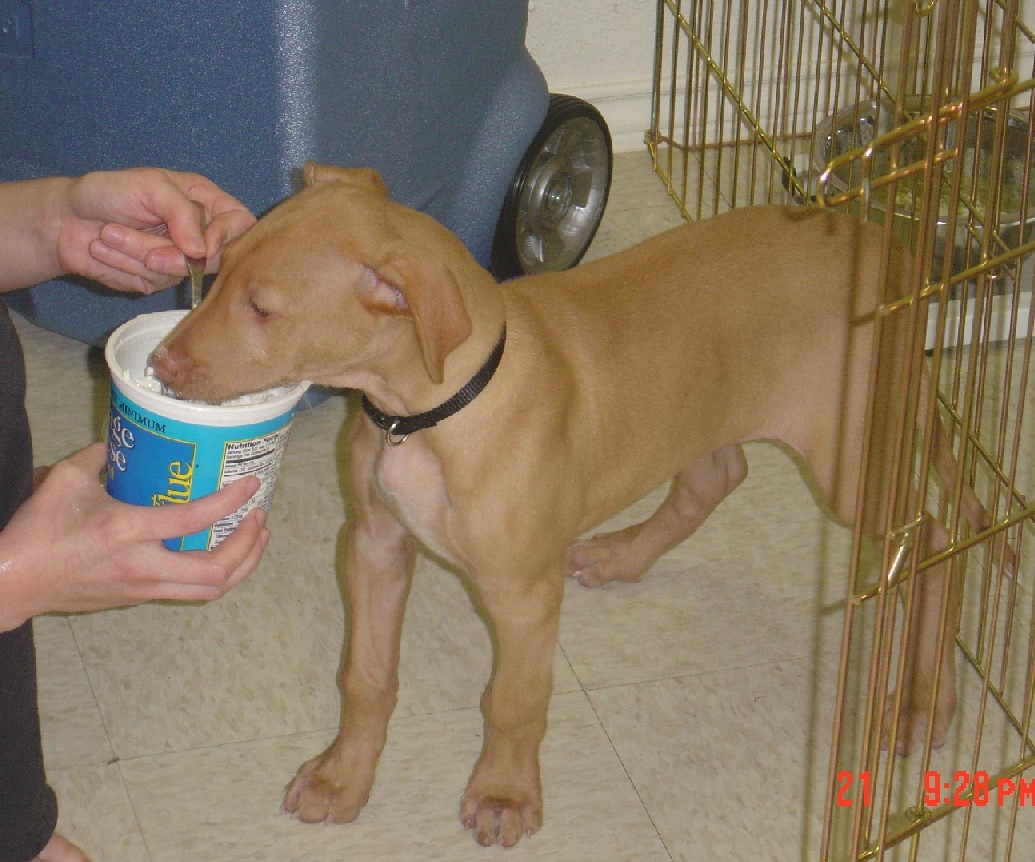 feeding Sousa