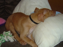 Sousa sleeping