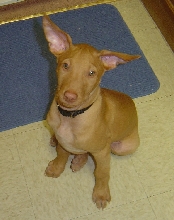 Sousa ears