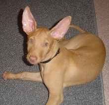 Sousa ears- good