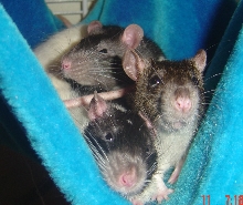 Chopin, Pachebel, and Fillmore in their hammock