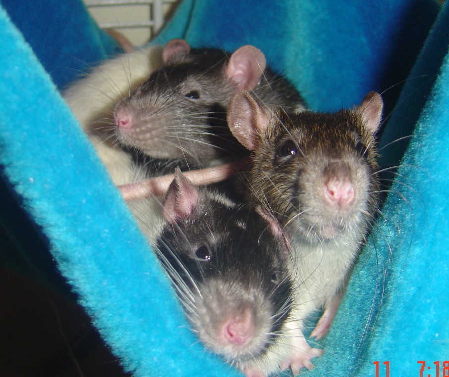 Chopin, Pachebel, and Fillmore in their hammock