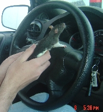 Tunsis the Driving... Rat?