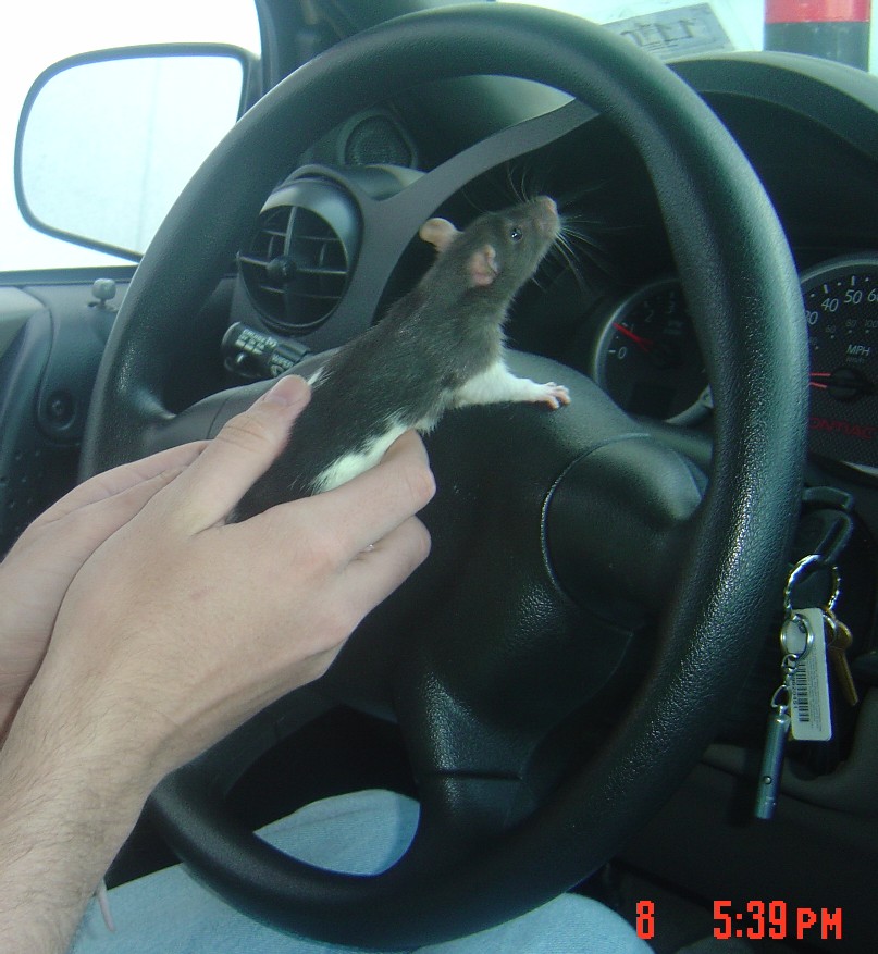 Tunsis the Driving... Rat?