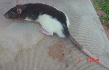 Pachebel 1
